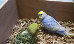 小鹦鹉视频,萌宠互动，欢乐无限